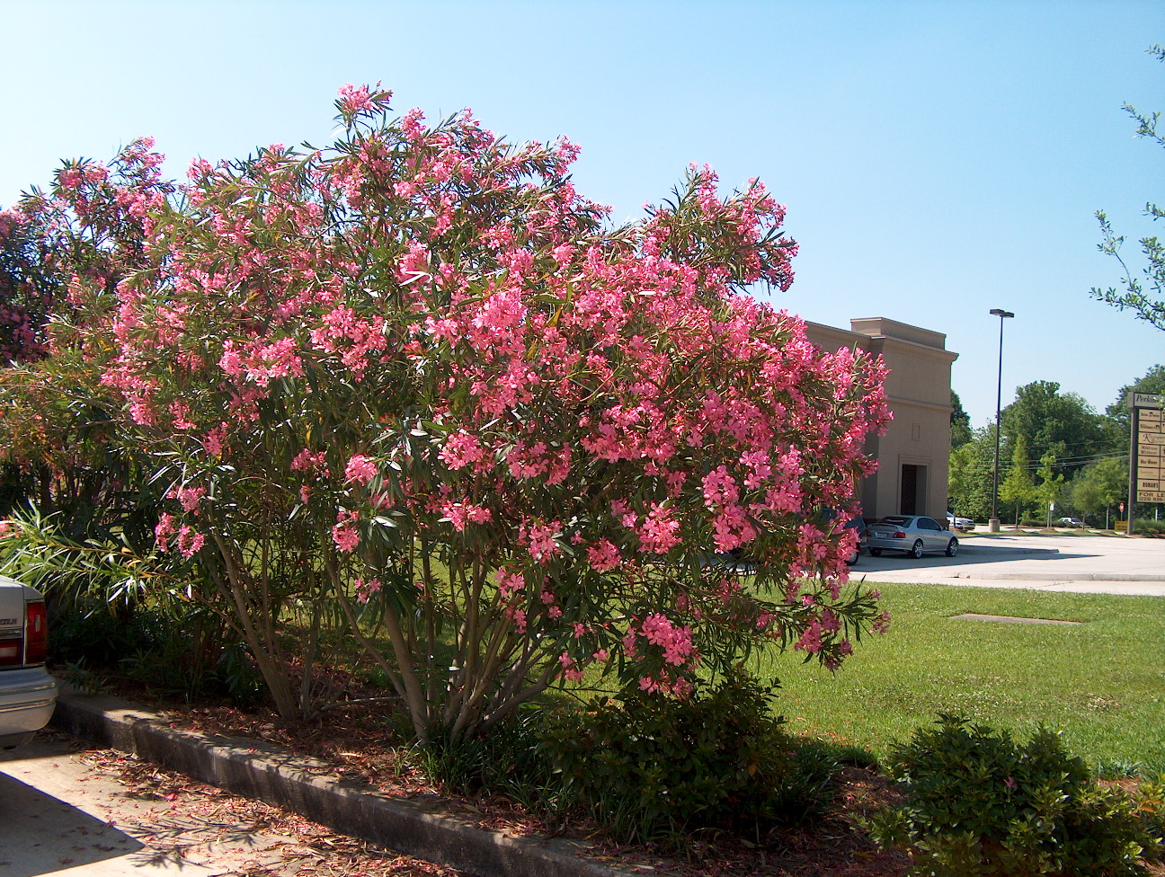 Online Plant Guide Nerium Oleander Oleander